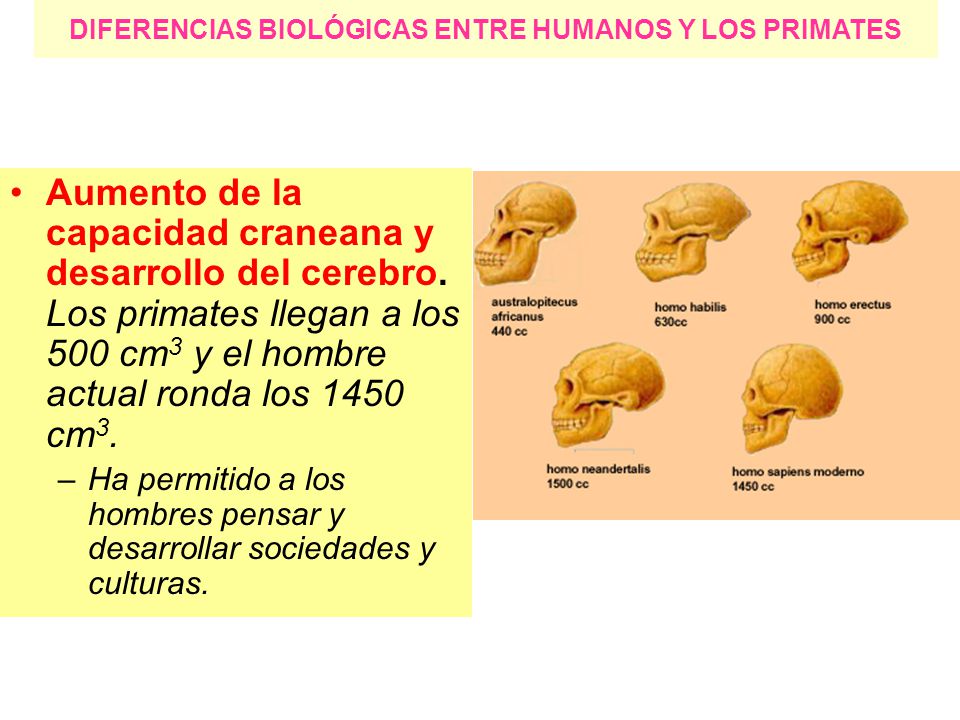 DIFERENCIAS BIOLÓGICAS ENTRE HUMANOS Y LOS PRIMATES