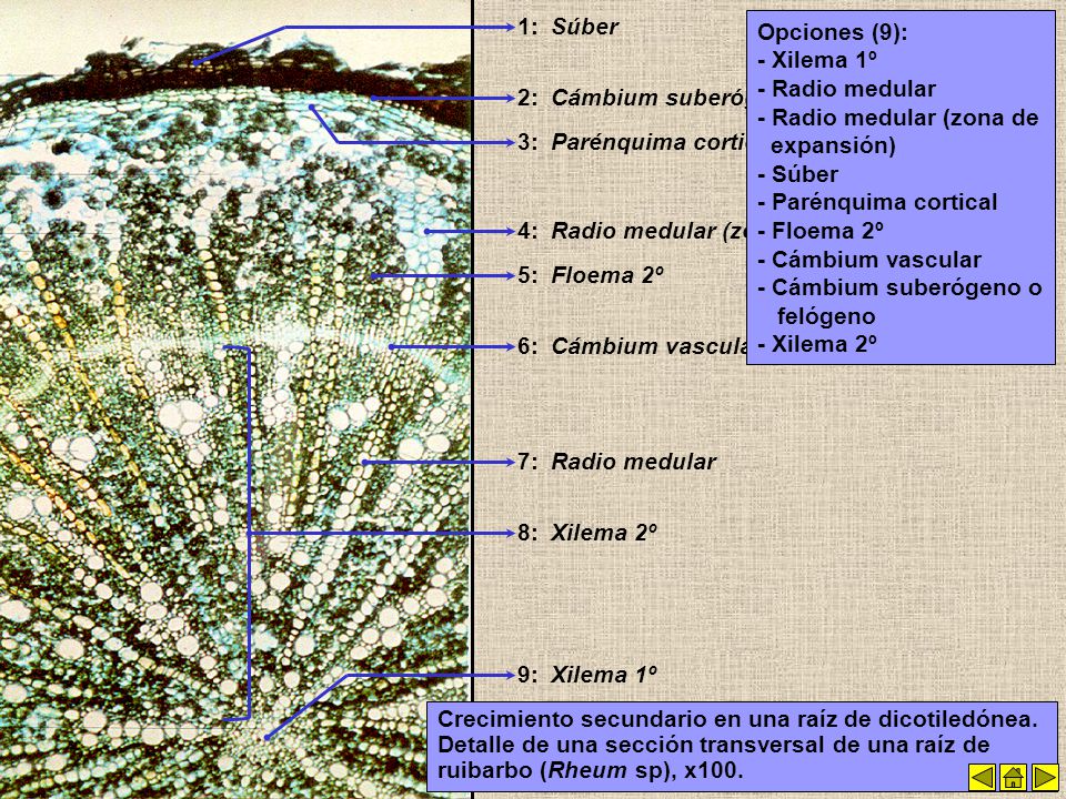 1: Súber. Opciones (9): - Xilema 1º. - Radio medular. - Radio medular (zona de expansión) - Súber.