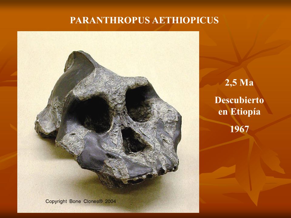 PARANTHROPUS AETHIOPICUS Descubierto en Etiopía