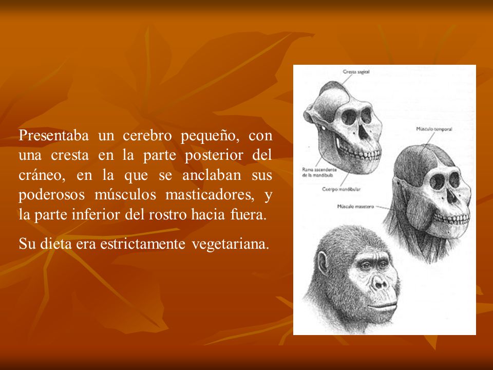 Presentaba un cerebro pequeño, con una cresta en la parte posterior del cráneo, en la que se anclaban sus poderosos músculos masticadores, y la parte inferior del rostro hacia fuera.
