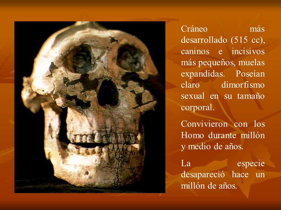 Cráneo más desarrollado (515 cc), caninos e incisivos más pequeños, muelas expandidas. Poseían claro dimorfismo sexual en su tamaño corporal.