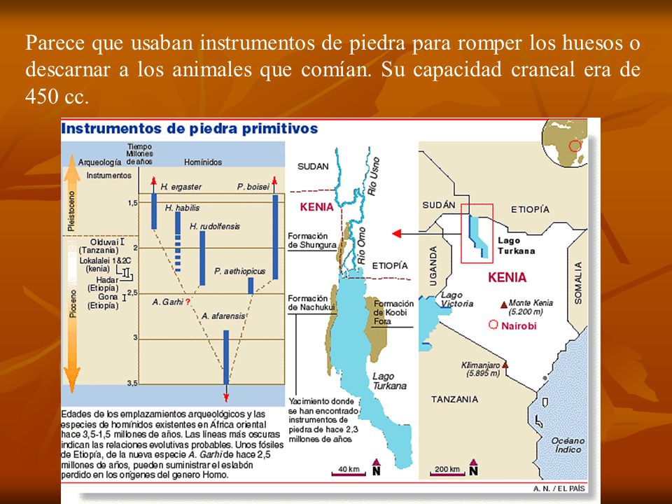 Parece que usaban instrumentos de piedra para romper los huesos o descarnar a los animales que comían.