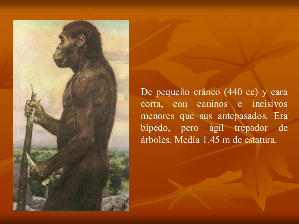 De pequeño cráneo (440 cc) y cara corta, con caninos e incisivos menores que sus antepasados.