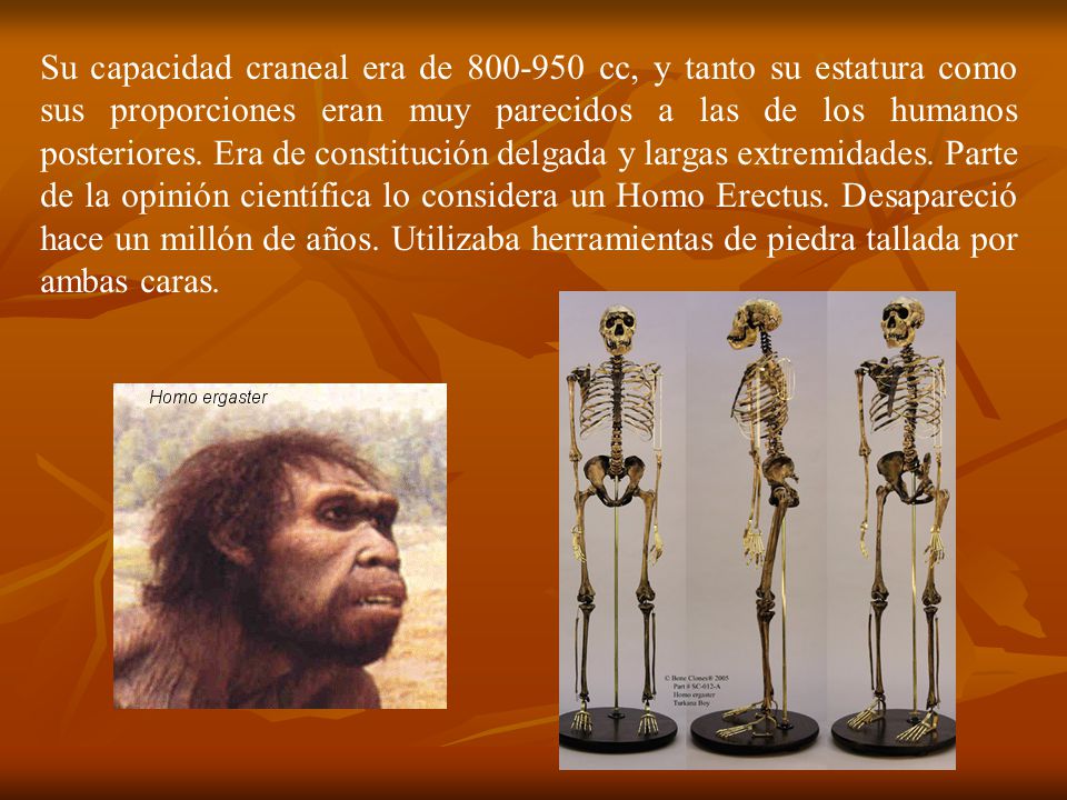 Su capacidad craneal era de cc, y tanto su estatura como sus proporciones eran muy parecidos a las de los humanos posteriores.