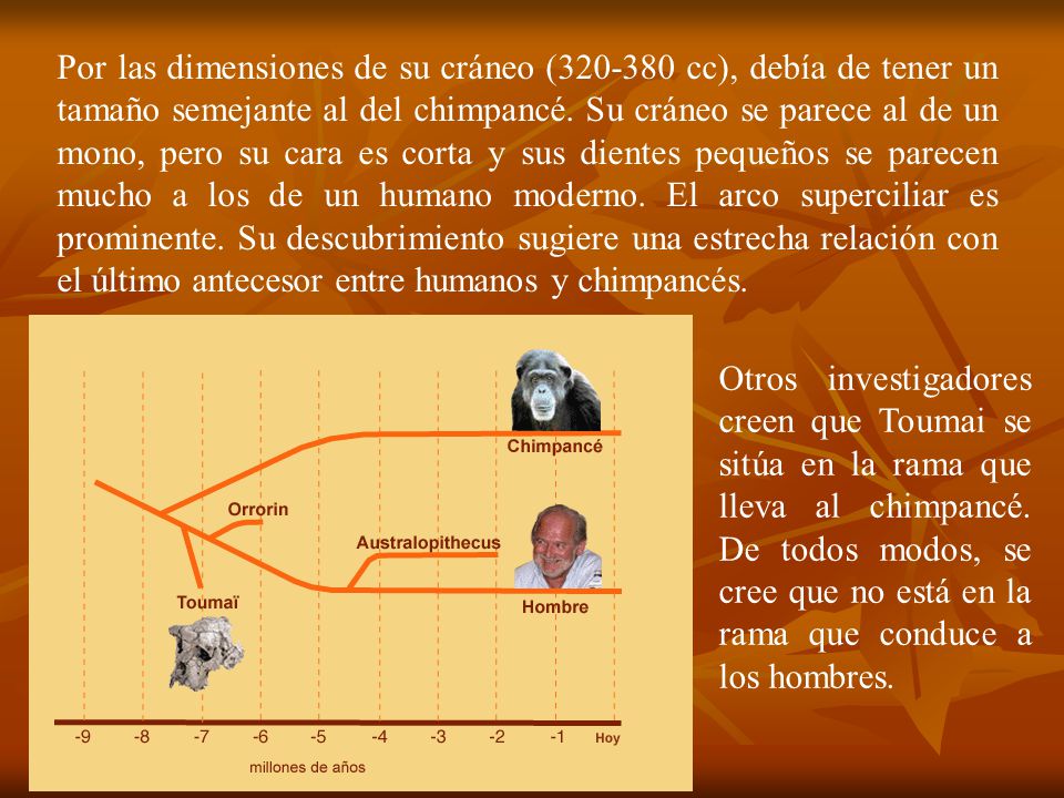Por las dimensiones de su cráneo ( cc), debía de tener un tamaño semejante al del chimpancé. Su cráneo se parece al de un mono, pero su cara es corta y sus dientes pequeños se parecen mucho a los de un humano moderno. El arco superciliar es prominente. Su descubrimiento sugiere una estrecha relación con el último antecesor entre humanos y chimpancés.