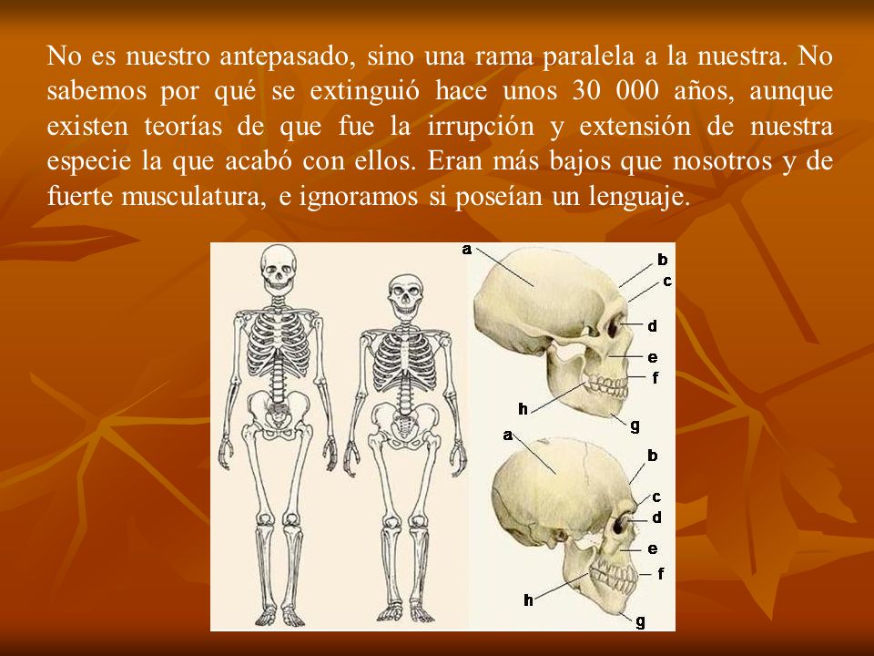 No es nuestro antepasado, sino una rama paralela a la nuestra