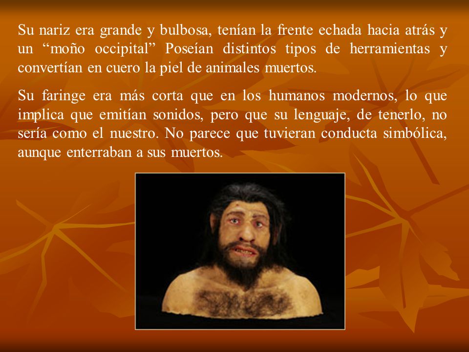 Su nariz era grande y bulbosa, tenían la frente echada hacia atrás y un moño occipital Poseían distintos tipos de herramientas y convertían en cuero la piel de animales muertos.