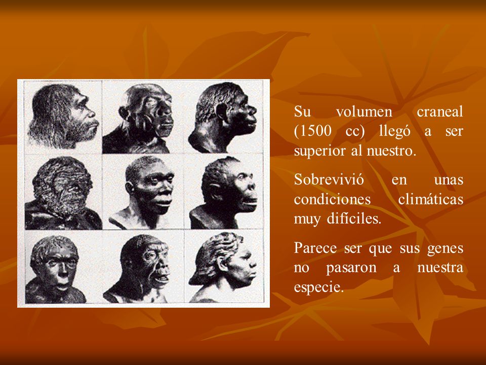 Su volumen craneal (1500 cc) llegó a ser superior al nuestro.
