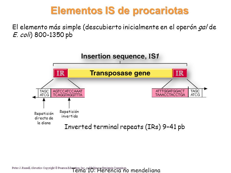 Elementos IS de procariotas