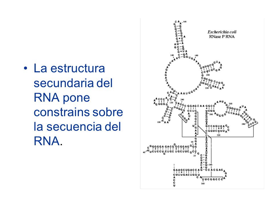 La estructura secundaria del RNA pone constrains sobre la secuencia del RNA.