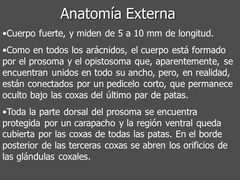 Anatomía Externa Cuerpo fuerte, y miden de 5 a 10 mm de longitud.