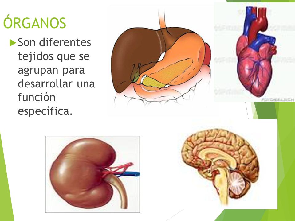 ÓRGANOS Son diferentes tejidos que se agrupan para desarrollar una función específica.