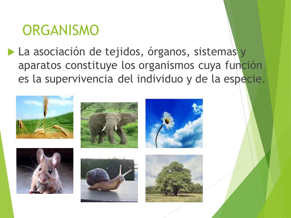ORGANISMO