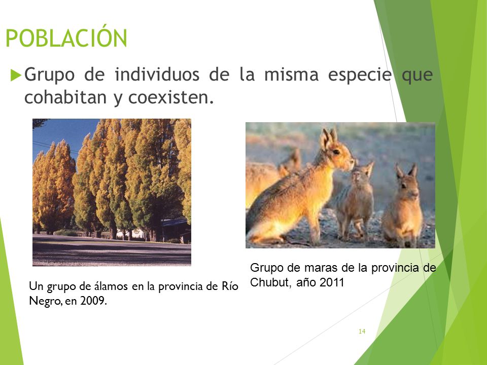 POBLACIÓN Grupo de individuos de la misma especie que cohabitan y coexisten. Grupo de maras de la provincia de Chubut, año