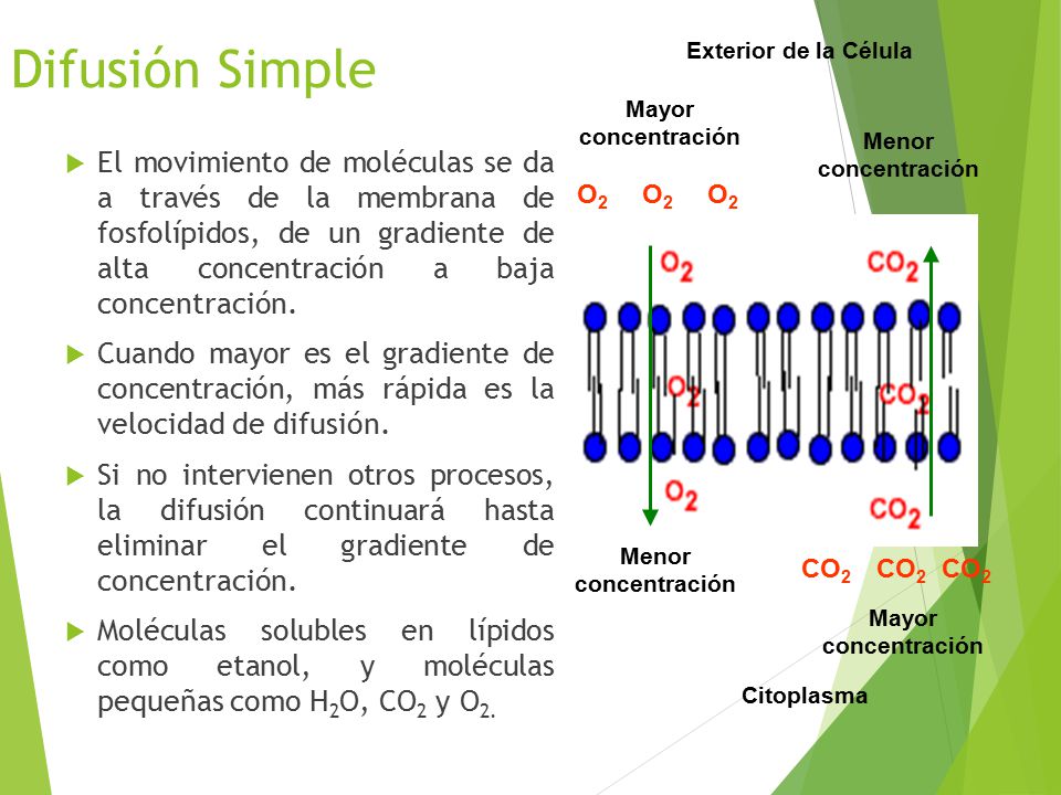 Difusión Simple Citoplasma. Exterior de la Célula. O2. CO2. Mayor concentración. Menor concentración.