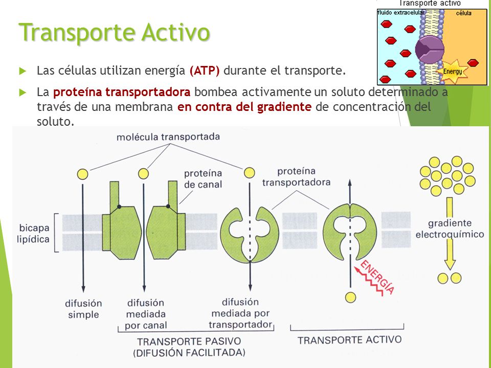 Transporte Activo Las células utilizan energía (ATP) durante el transporte.