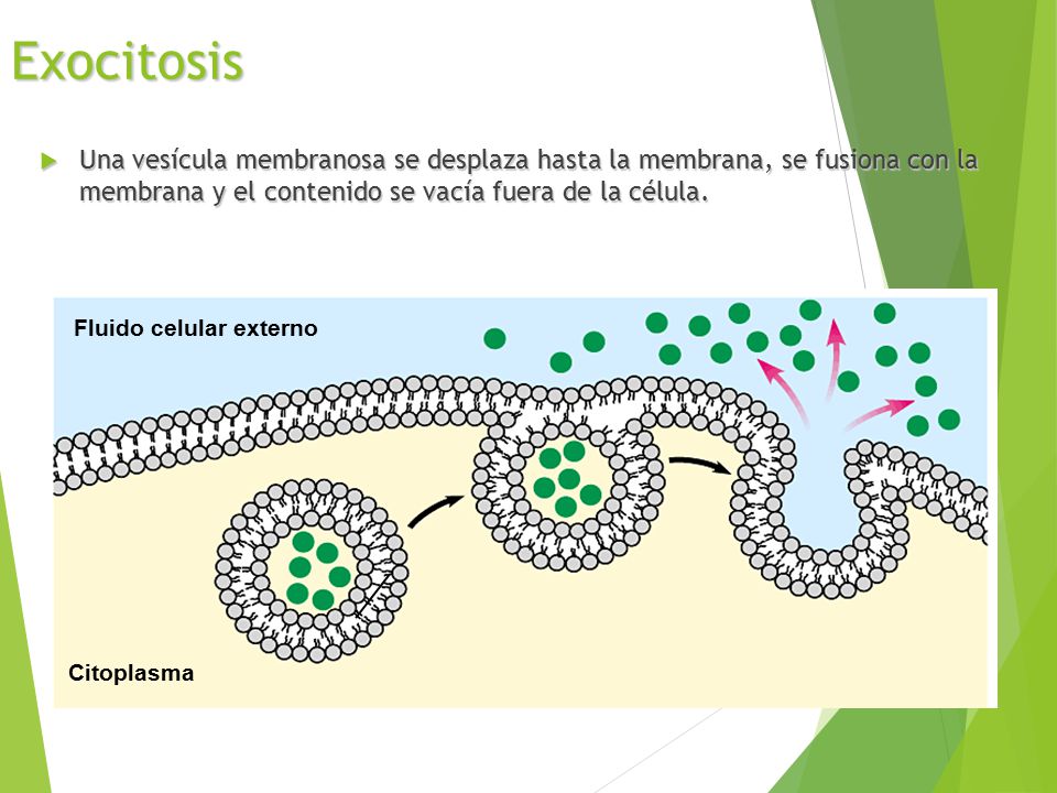 Exocitosis Una vesícula membranosa se desplaza hasta la membrana, se fusiona con la membrana y el contenido se vacía fuera de la célula.