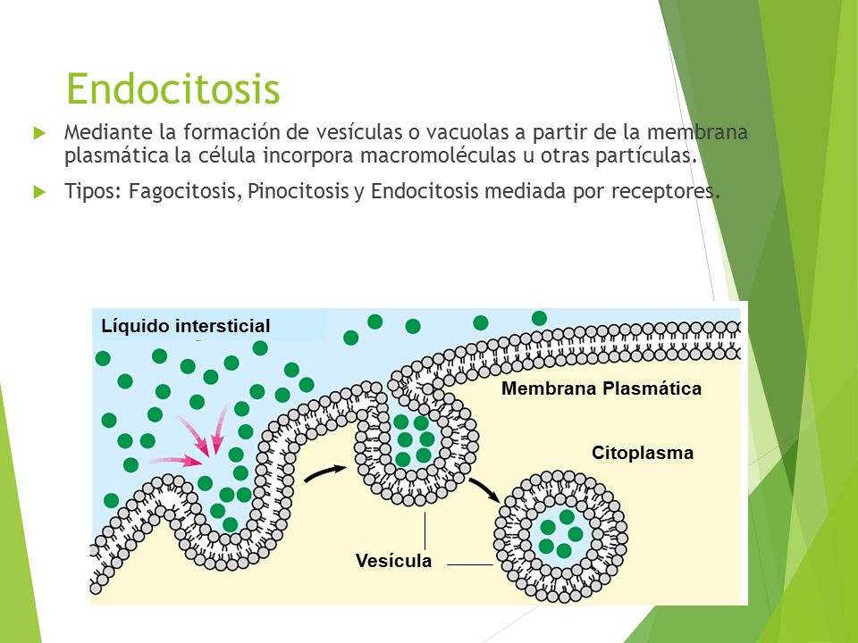 Endocitosis Mediante la formación de vesículas o vacuolas a partir de la membrana plasmática la célula incorpora macromoléculas u otras partículas.