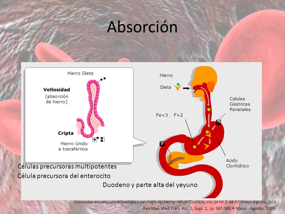 Absorción Células precursoras multipotentes