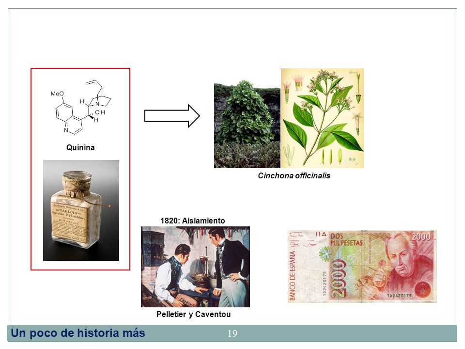 Un poco de historia más Quinina Cinchona officinalis 1820: Aislamiento
