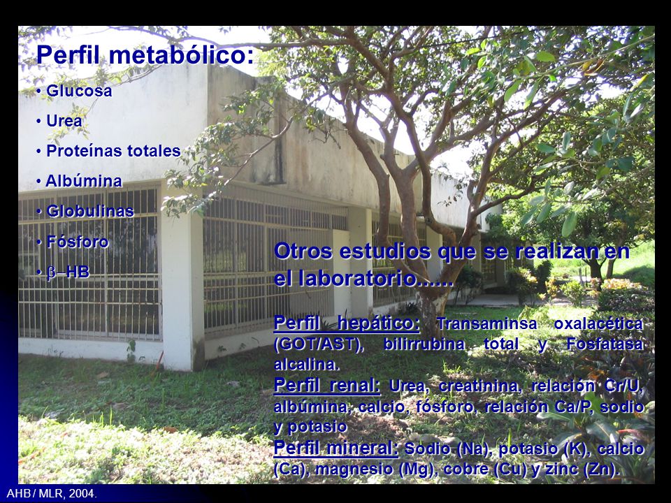 Perfil metabólico: Glucosa. Urea. Proteínas totales. Albúmina. Globulinas. Fósforo. b-HB.