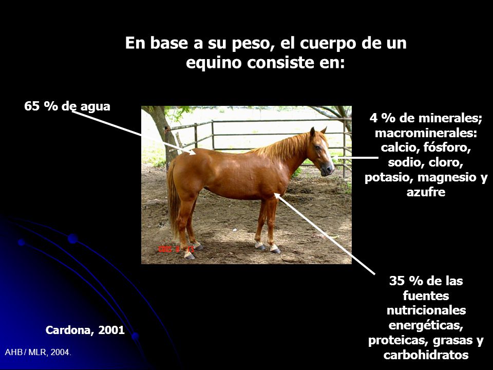 En base a su peso, el cuerpo de un equino consiste en: