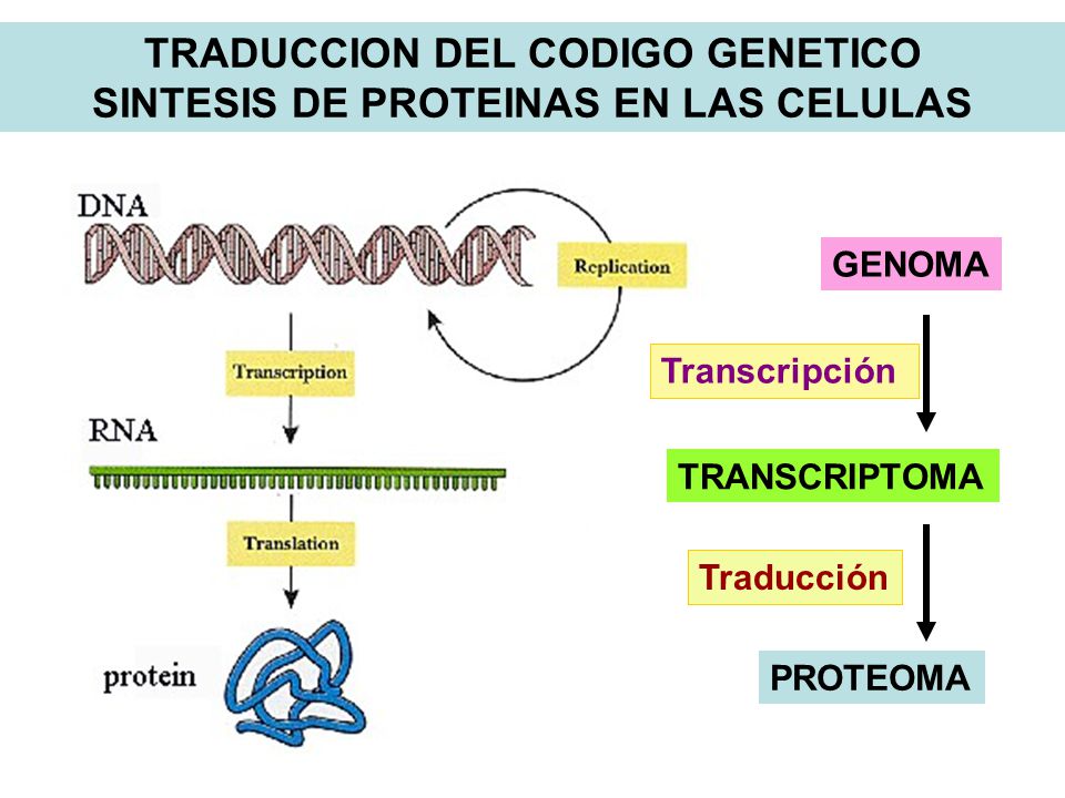 TRADUCCION DEL CODIGO GENETICO SINTESIS DE PROTEINAS EN LAS CELULAS