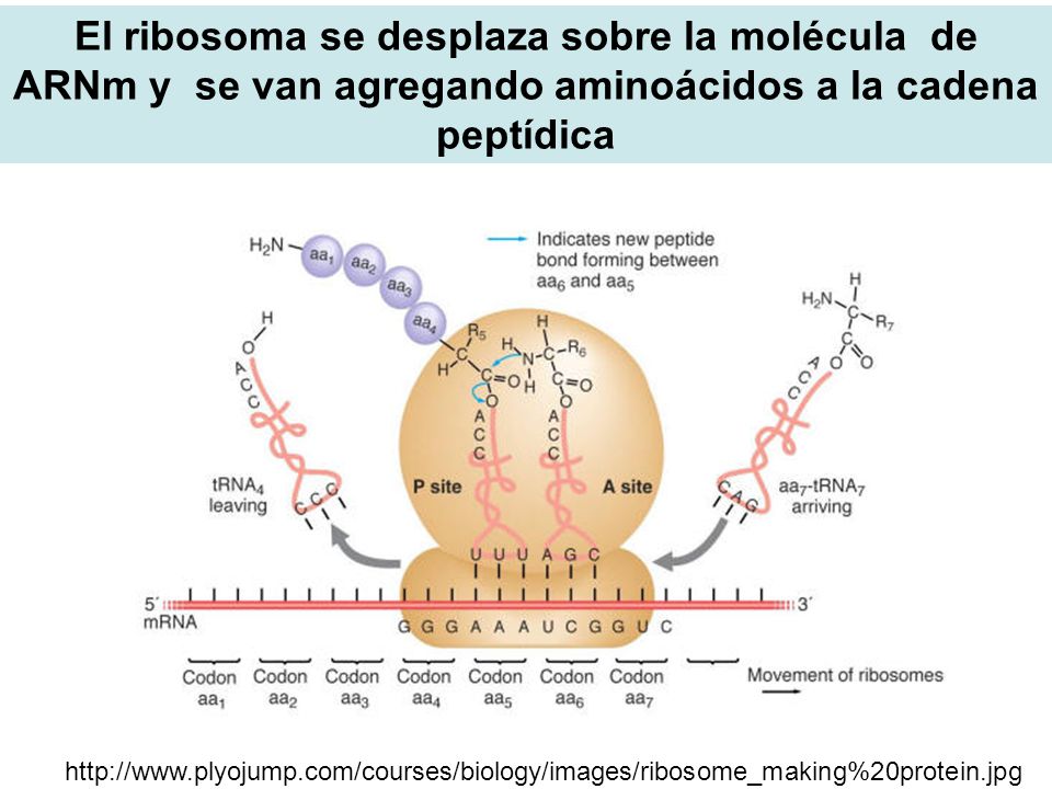 El ribosoma se desplaza sobre la molécula de ARNm y se van agregando aminoácidos a la cadena peptídica