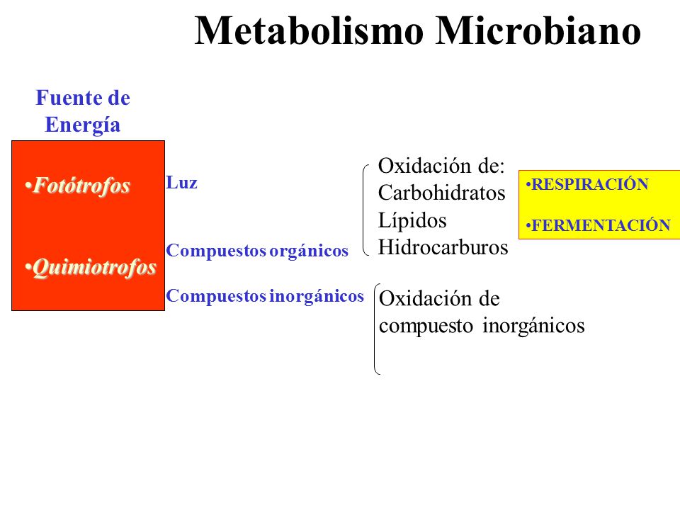 Metabolismo Microbiano