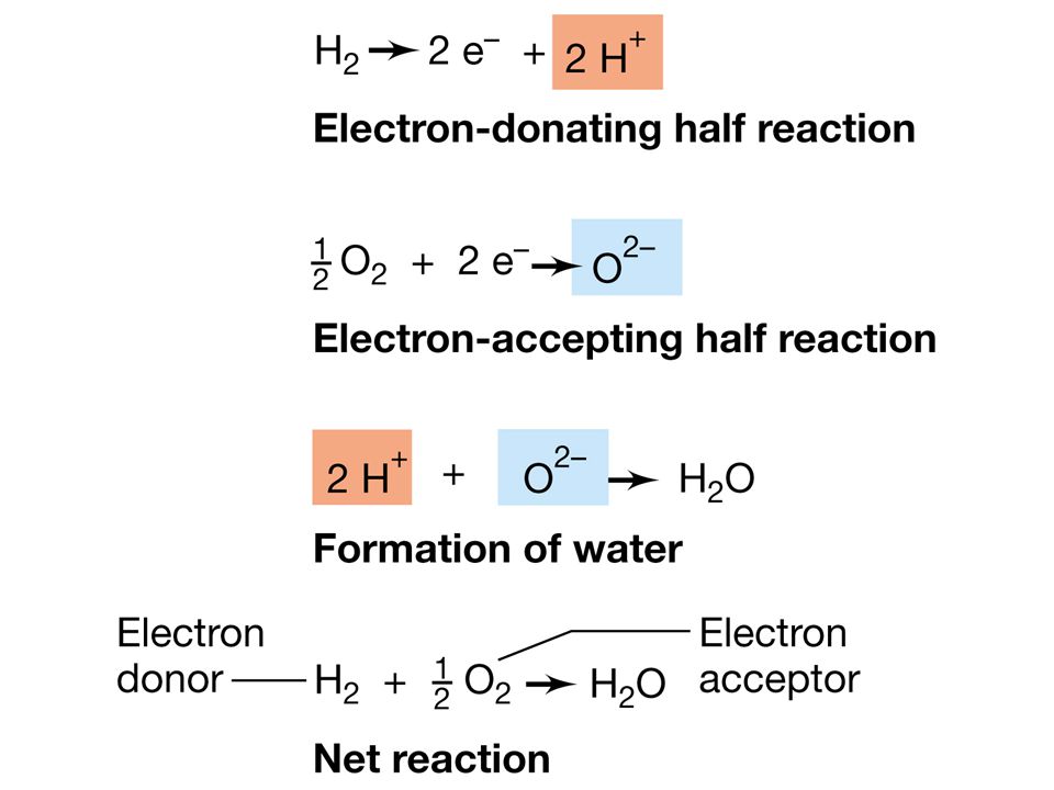 Figure: Caption: Example of an oxidation–reduction reaction: The formation of H2O from the electron donor H2 and the electron acceptor O2.