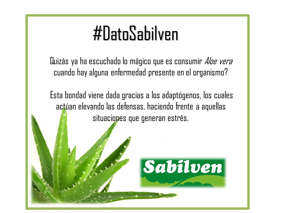 #DatoSabilven Quizás ya ha escuchado lo mágico que es consumir Aloe vera cuando hay alguna enfermedad presente en el organismo