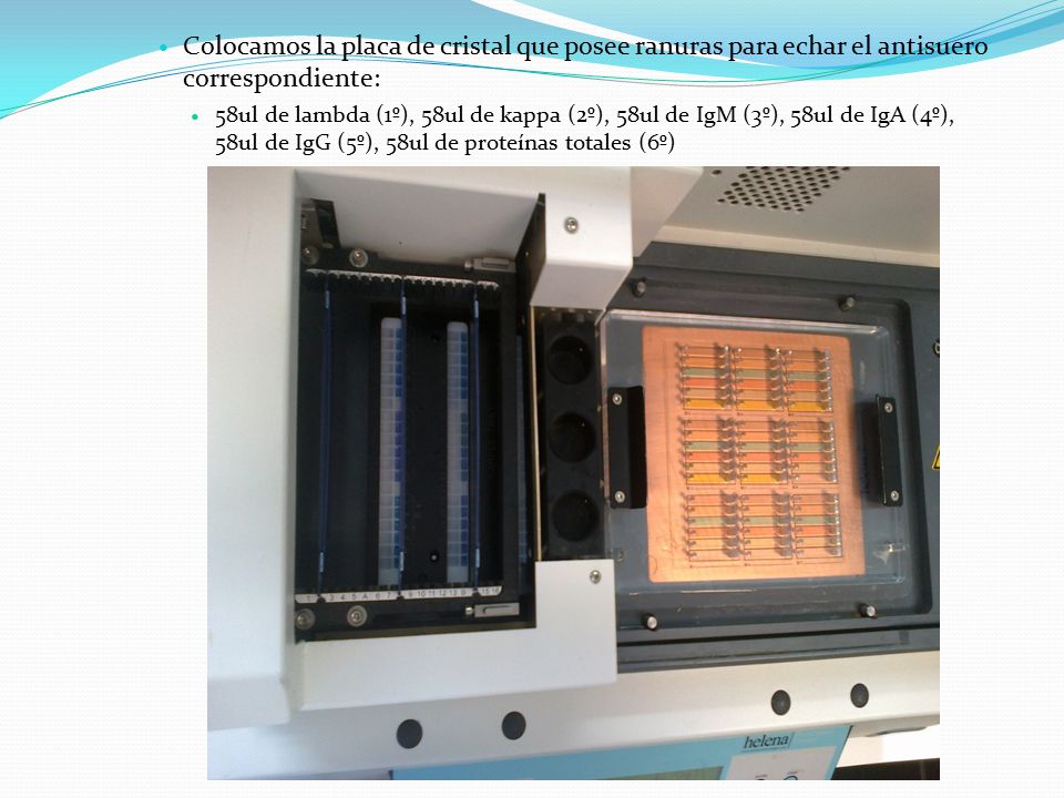 Colocamos la placa de cristal que posee ranuras para echar el antisuero correspondiente: