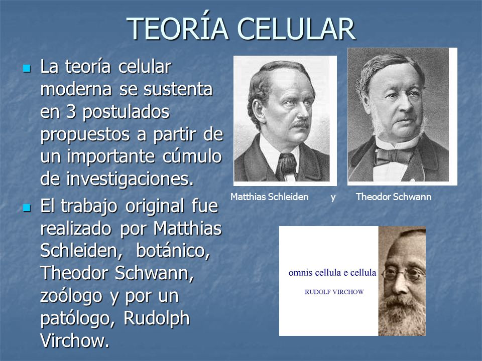 TEORÍA CELULAR La teoría celular moderna se sustenta en 3 postulados propuestos a partir de un importante cúmulo de investigaciones.