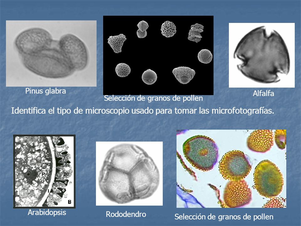 Pinus glabra Alfalfa. Selección de granos de pollen. Identifica el tipo de microscopio usado para tomar las microfotografías.