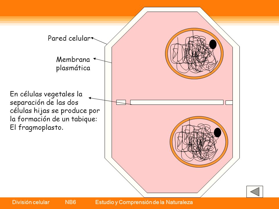 Pared celular Membrana. plasmática. En células vegetales la. separación de las dos. células hijas se produce por.