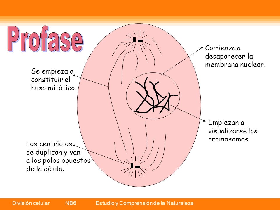 Profase Comienza a desaparecer la membrana nuclear. Se empieza a
