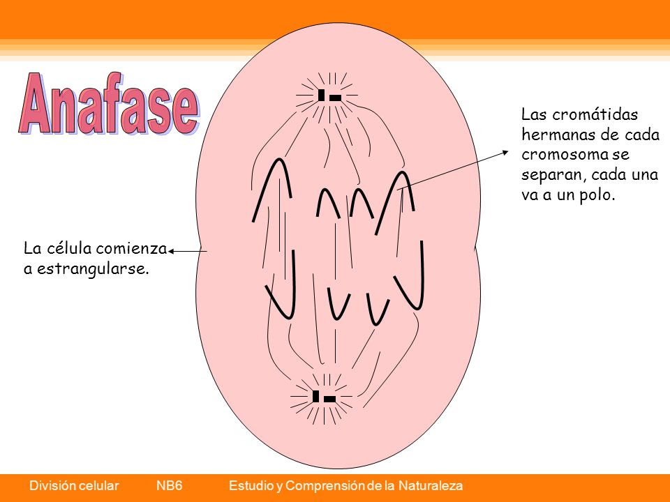 Anafase Las cromátidas hermanas de cada cromosoma se separan, cada una