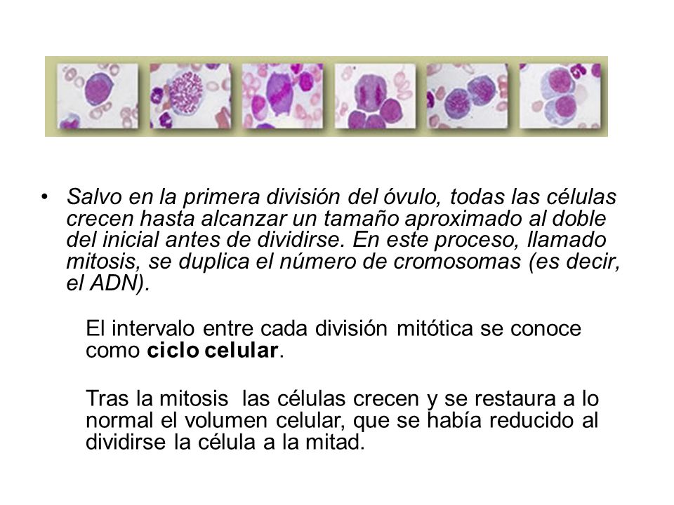 Salvo en la primera división del óvulo, todas las células crecen hasta alcanzar un tamaño aproximado al doble del inicial antes de dividirse. En este proceso, llamado mitosis, se duplica el número de cromosomas (es decir, el ADN).