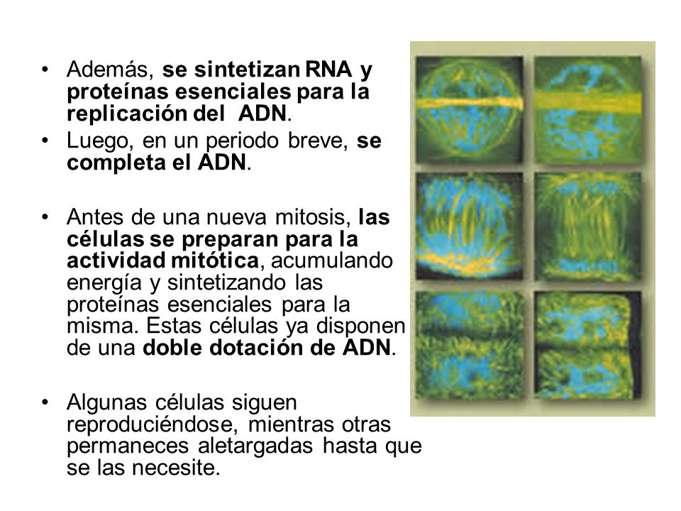 Además, se sintetizan RNA y proteínas esenciales para la replicación del ADN.