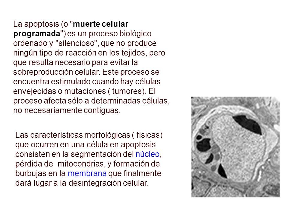 La apoptosis (o muerte celular programada ) es un proceso biológico ordenado y silencioso , que no produce ningún tipo de reacción en los tejidos, pero que resulta necesario para evitar la sobreproducción celular. Este proceso se encuentra estimulado cuando hay células envejecidas o mutaciones ( tumores). El proceso afecta sólo a determinadas células, no necesariamente contiguas.