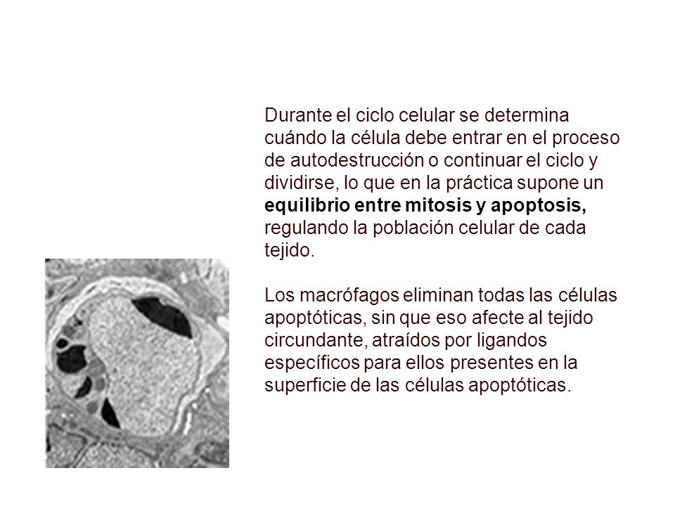 Durante el ciclo celular se determina cuándo la célula debe entrar en el proceso de autodestrucción o continuar el ciclo y dividirse, lo que en la práctica supone un equilibrio entre mitosis y apoptosis, regulando la población celular de cada tejido.