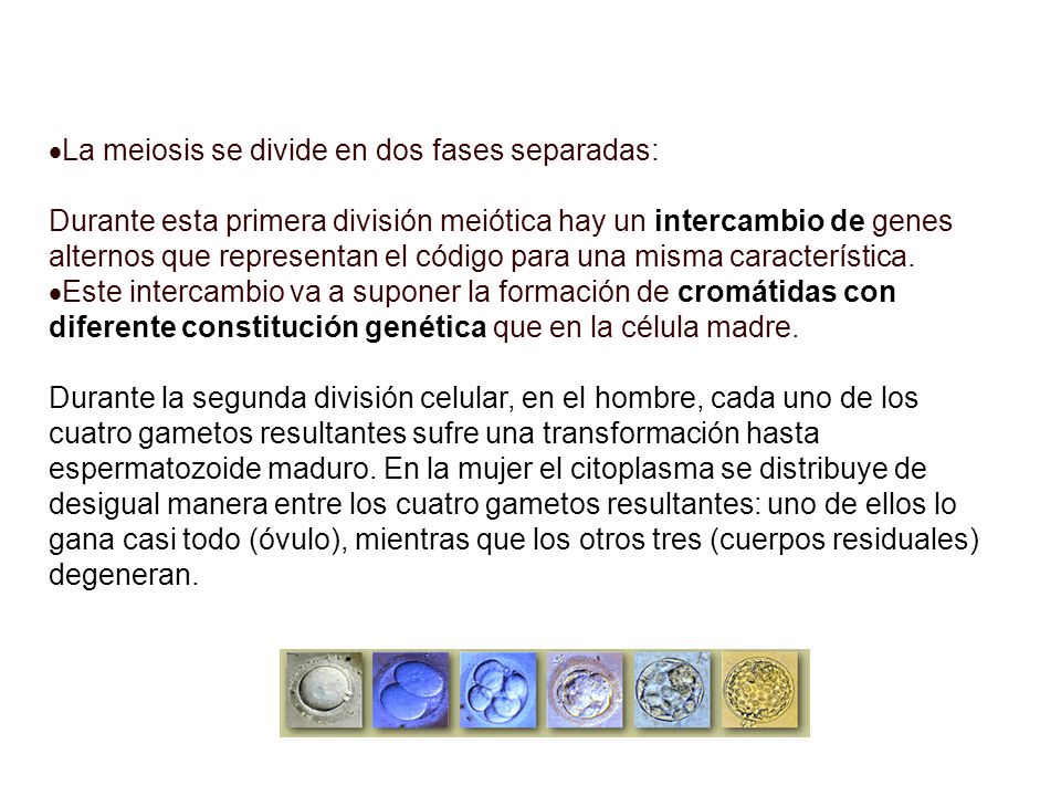 La meiosis se divide en dos fases separadas: Durante esta primera división meiótica hay un intercambio de genes alternos que representan el código para una misma característica.