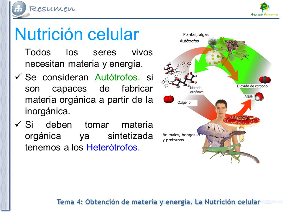 Nutrición celular Todos los seres vivos necesitan materia y energía.