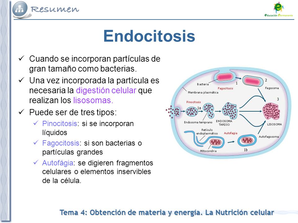 Endocitosis Cuando se incorporan partículas de gran tamaño como bacterias.