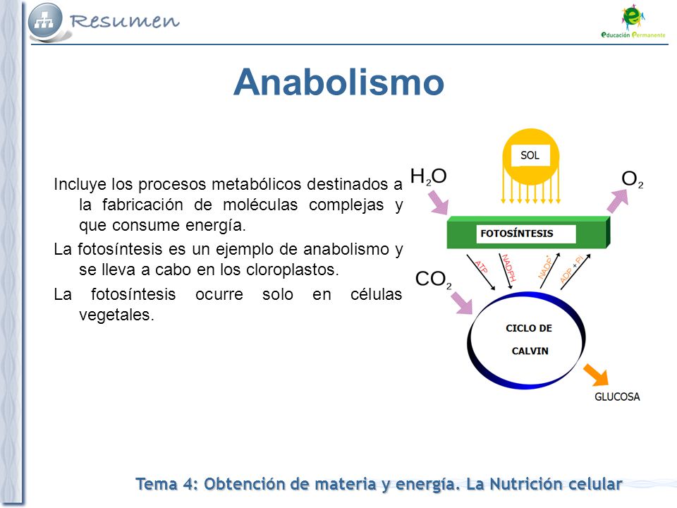 Anabolismo Incluye los procesos metabólicos destinados a la fabricación de moléculas complejas y que consume energía.