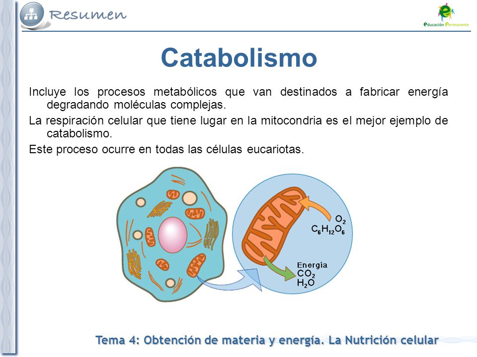 Catabolismo Incluye los procesos metabólicos que van destinados a fabricar energía degradando moléculas complejas.