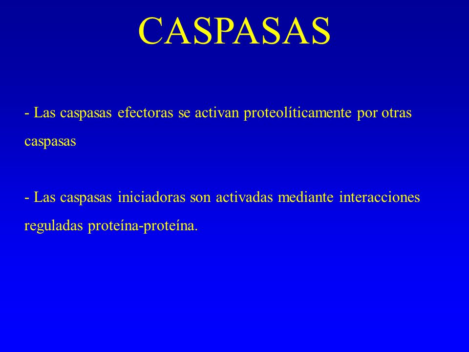 CASPASAS Las caspasas efectoras se activan proteolíticamente por otras caspasas.