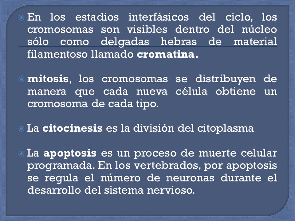En los estadios interfásicos del ciclo, los cromosomas son visibles dentro del núcleo sólo como delgadas hebras de material filamentoso llamado cromatina.
