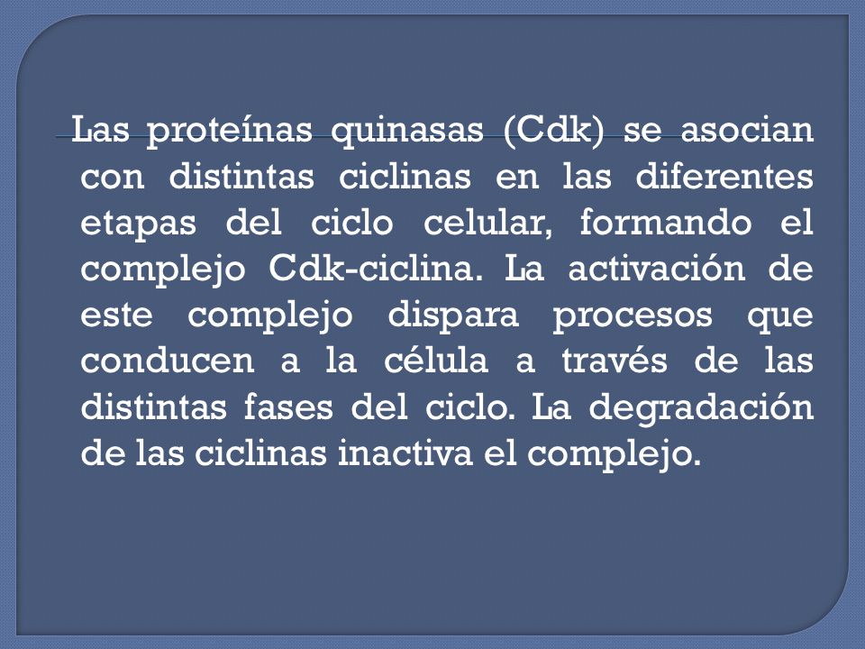 Las proteínas quinasas (Cdk) se asocian con distintas ciclinas en las diferentes etapas del ciclo celular, formando el complejo Cdk-ciclina.