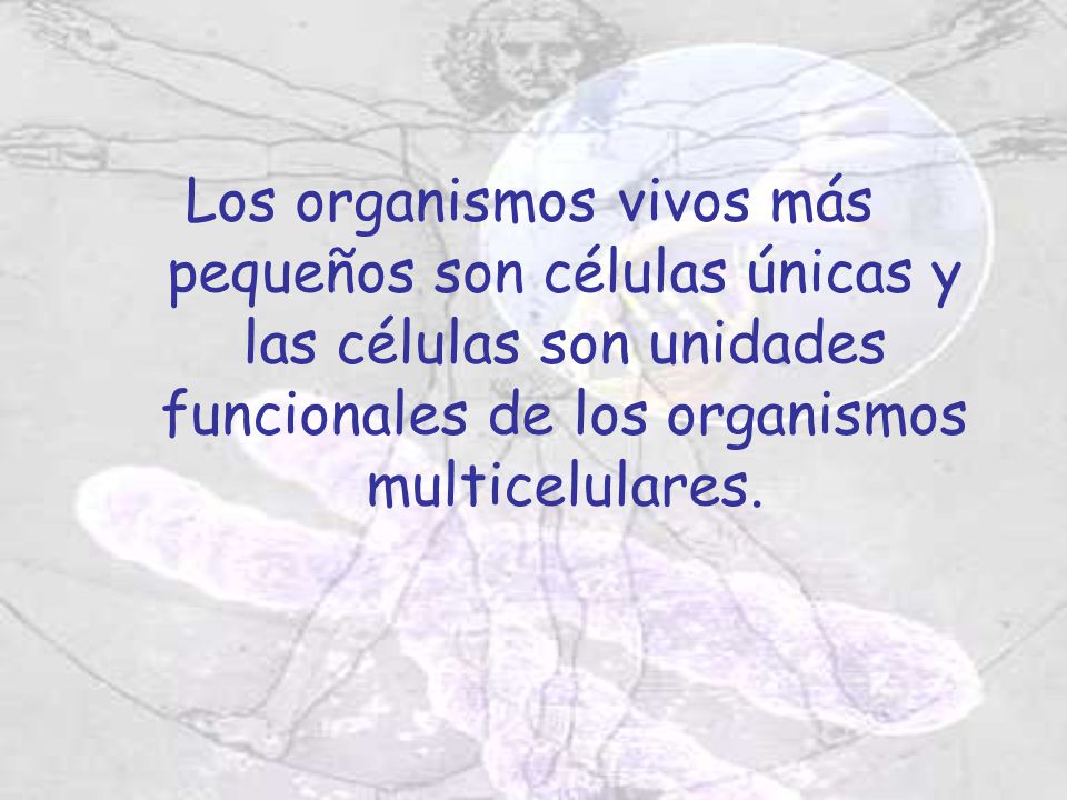 Los organismos vivos más pequeños son células únicas y las células son unidades funcionales de los organismos multicelulares.